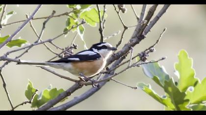 Masked Shrike
