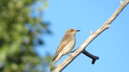 Spotted Flycatcher