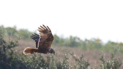 Western Marsh Harrier