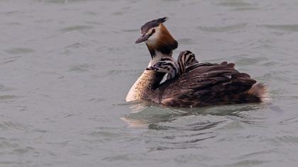 Great Crested Grebe