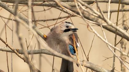 Eurasian Jay
