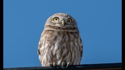 Little Owl