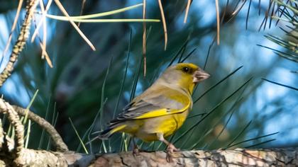 European Greenfinch