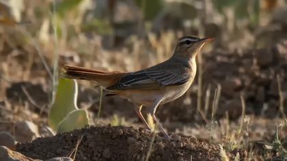 Rufous-tailed Scrub Robin