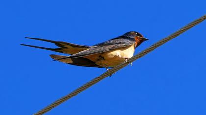 Barn Swallow