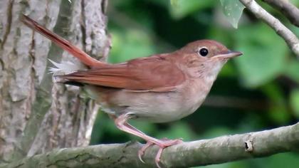 Common Nightingale