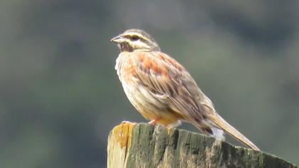 Cirl Bunting
