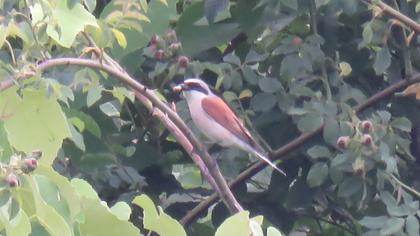 Red-backed Shrike