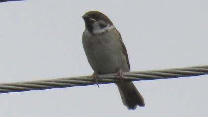 Eurasian Tree Sparrow