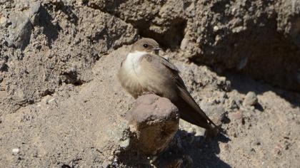 Eurasian Crag Martin