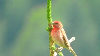 Common Rosefinch