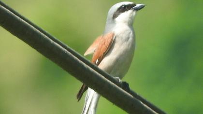 Red-backed Shrike