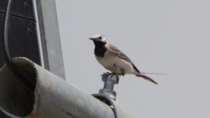 White Wagtail