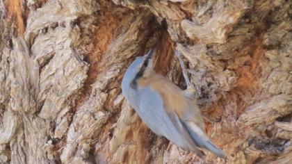 Eurasian Nuthatch
