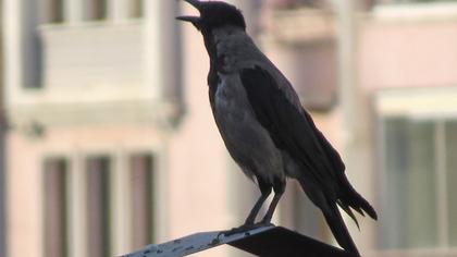 Hooded Crow