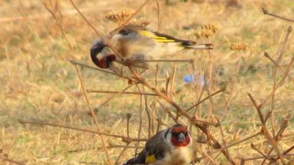European Goldfinch