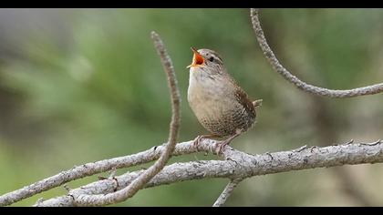 Eurasian Wren