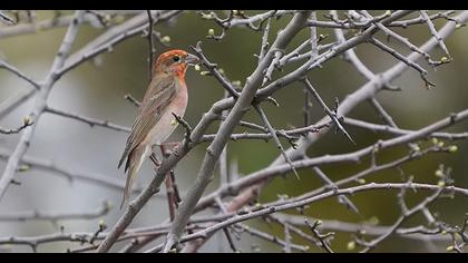 Common Rosefinch