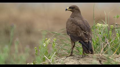 Lesser Spotted Eagle