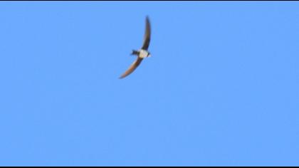 Alpine Swift
