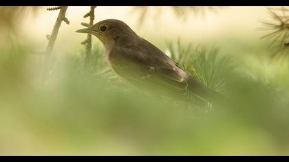 White-throated Robin