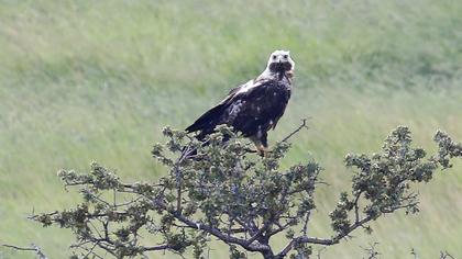 Eastern Imperial Eagle
