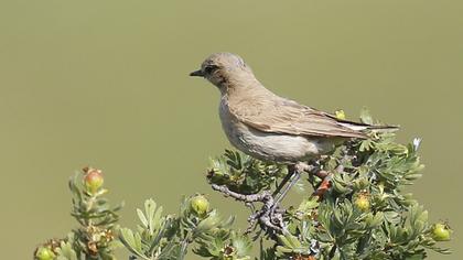 Isabelline Wheatear