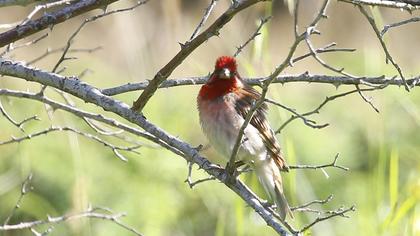 Common Rosefinch