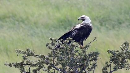 Eastern Imperial Eagle