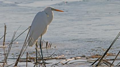 Great Egret