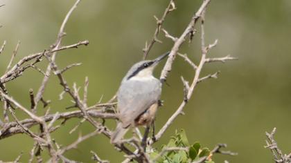 Western Rock Nuthatch