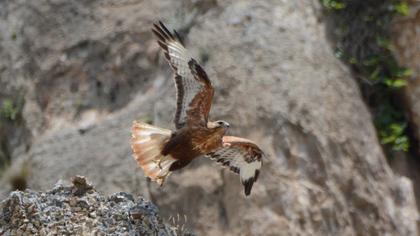 Long-legged Buzzard