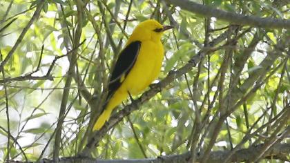 Eurasian Golden Oriole