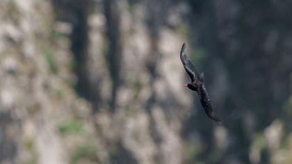 Red-billed Chough