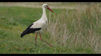 White Stork