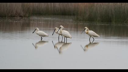 Eurasian Spoonbill