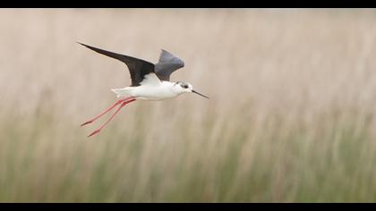 Black-winged Stilt