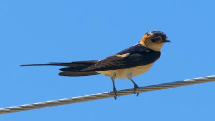 Red-rumped Swallow