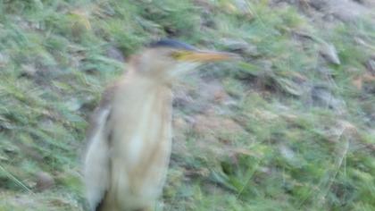 Little Bittern