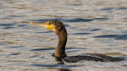 Great Cormorant