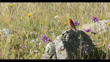 Common Rosefinch