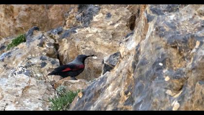 Wallcreeper