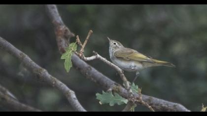 Eastern Bonelli`s Warbler