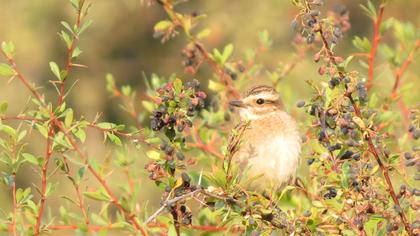 Whinchat