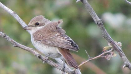 Red-backed Shrike