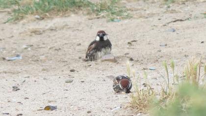 Spanish Sparrow