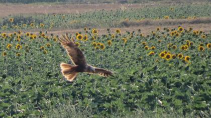 Western Marsh Harrier
