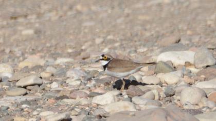 Little Ringed Plover