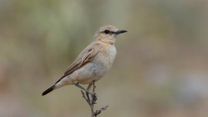 Isabelline Wheatear