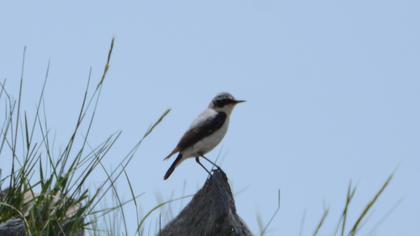 Northern Wheatear